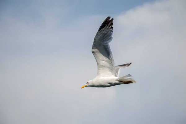 Gaivota Única Voando Céu Nublado Como Fundo — Fotografia de Stock