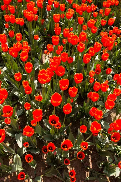 Cor laranja Tulipas Bloom na primavera — Fotografia de Stock