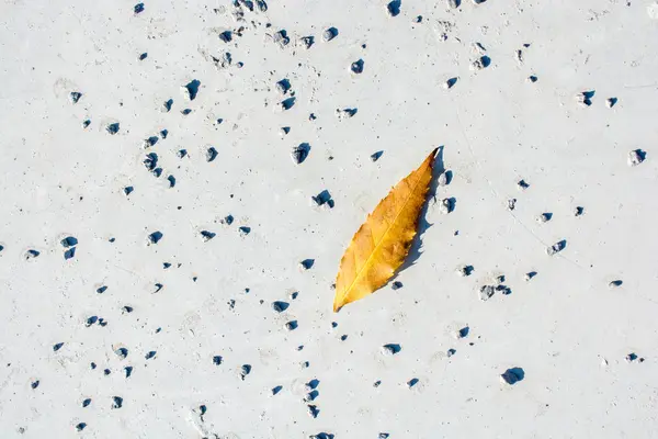 ビューで 1 つの独立した乾燥葉 — ストック写真