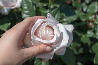 Renkli bir gül çiçeğini tutarken