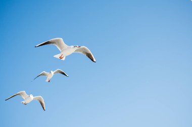 Gökyüzünde uçan martılar.