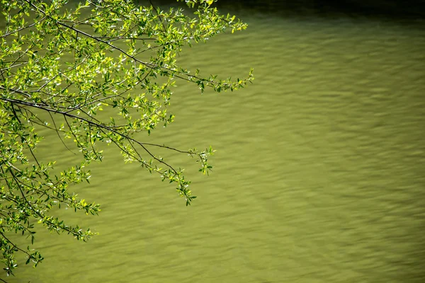 Parte di un albero e foglie come struttura di sfondo — Foto Stock