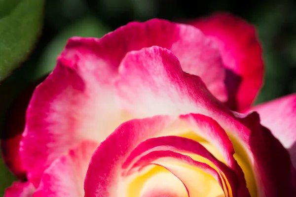 Yakından Bakınca Güzel Taze Güller — Stok fotoğraf