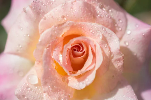 Krásná Barevná Růže Kapkami Vody — Stock fotografie