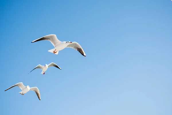 海鸥在天空背景中飞翔 — 图库照片