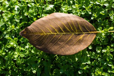  Büyük kuru yaprak yakın görünümü, doğa kavramı.