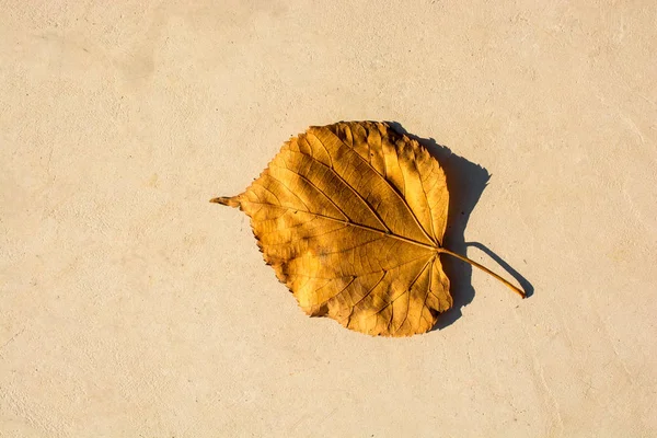 Ein Einzelnes Trockenes Blatt Zur Herbstzeit — Stockfoto