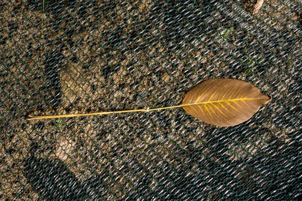 Один Отдельный Сухой Лист Осенних Времен — стоковое фото