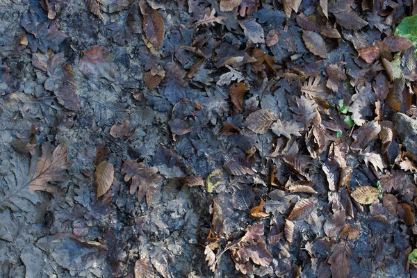 Текстурированный Фон Осеннего Сезона Листьями — стоковое фото