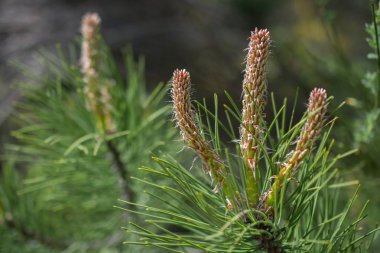 Yeşil çam ağacının bir parçası, yakın plan..
