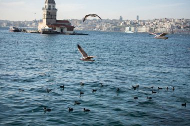 Deniz kıyısında martılar