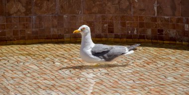 Gül bahçesindeki çeşmenin yanında martı