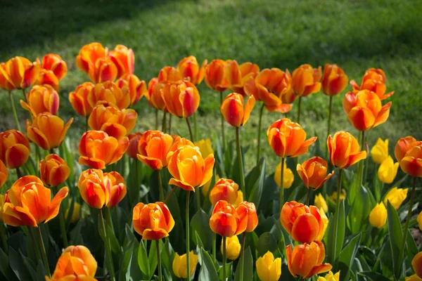 Orangefarbene Tulpen Blühen Frühlingsgarten — Stockfoto