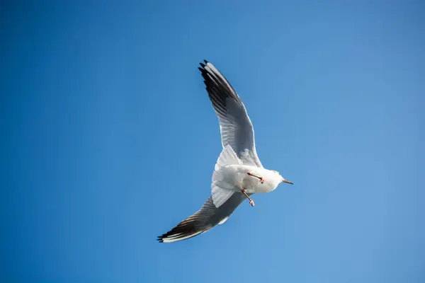 Одинарна Чайка Летить Блакитному Небі Фон — стокове фото