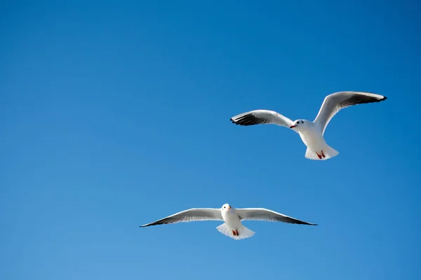 Paar Möwen Fliegen Den Himmel Hintergrund — Stockfoto