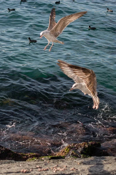 Möwen Ufer Des Meeres — Stockfoto