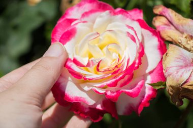 Gül bahçesinde bir gül tutarken