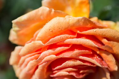 Yakından bakınca güzel taze güller.