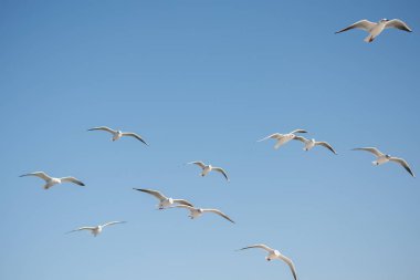Mavi bir gökyüzü uçan martı