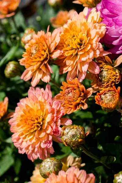 Όμορφα Φρέσκα Λουλούδια Φόντο Της Φύσης — Φωτογραφία Αρχείου