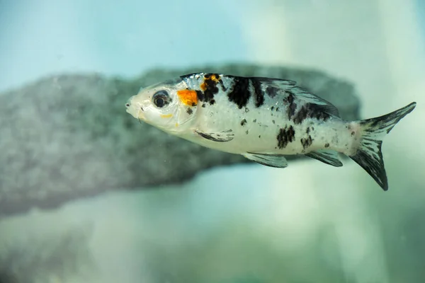 Красиві Барвисті Риби Плавають Акваріумі — стокове фото