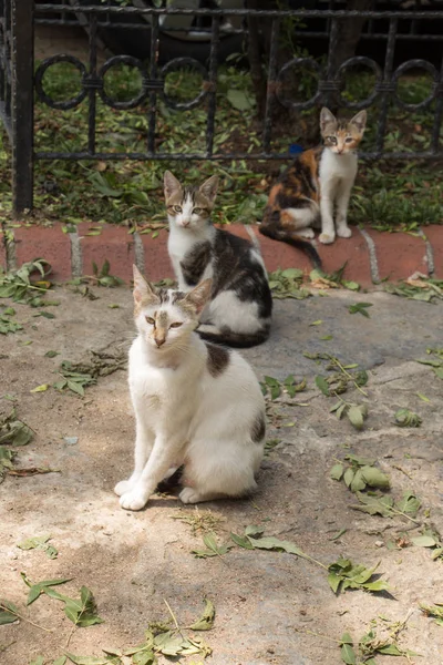 Zbłąkany Kot Widziany Ulicy Miasta — Zdjęcie stockowe