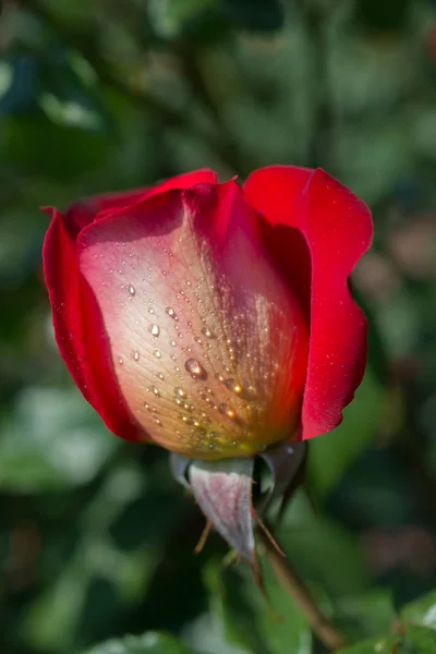Beautiful Colorful Rose Water Drops — Stock Photo, Image