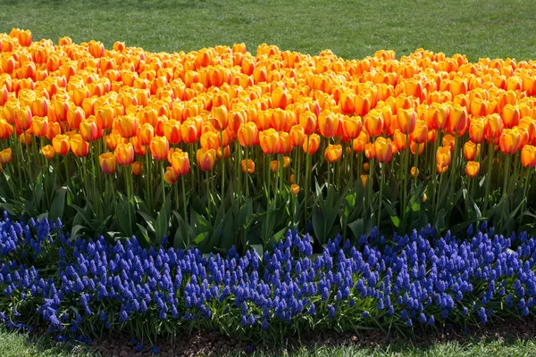 Świeże Tulipany Kwitnące Wiosną — Zdjęcie stockowe