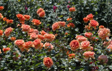 Güzel renkli gül bahçesinde çiçek açan