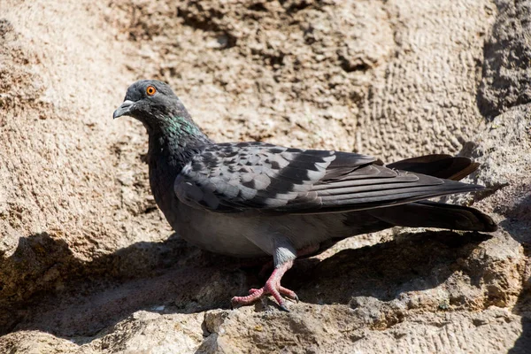 一羽の鳩が岩の上に座って — ストック写真