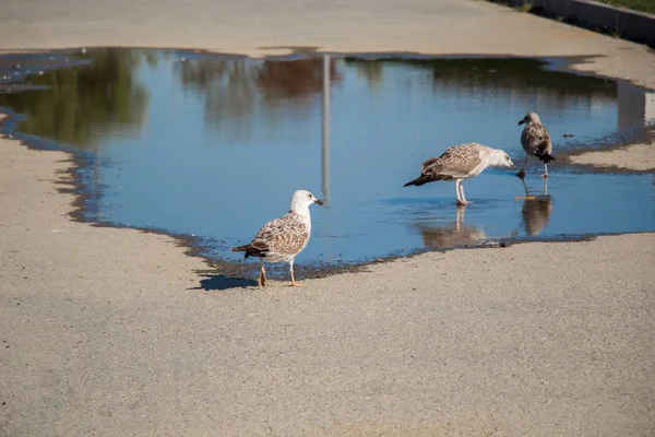 Möwen Ruhen Auf Dem Boden Mit Schlammigem Wasser — Stockfoto