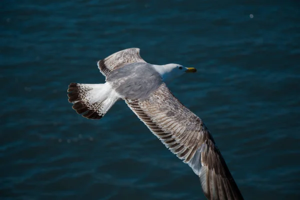 背景として海と一緒に飛ぶ一頭のカモメ — ストック写真