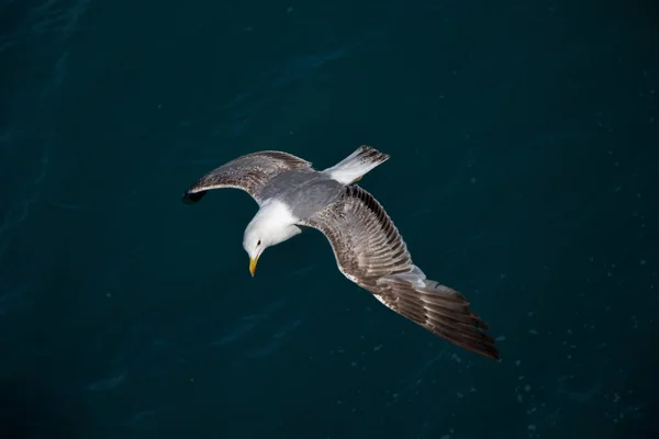 Eine Möwe Fliegt Mit Dem Meer Als Hintergrund — Stockfoto