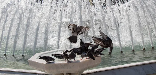 City pigeons by the side of  fountain — Stock Photo, Image