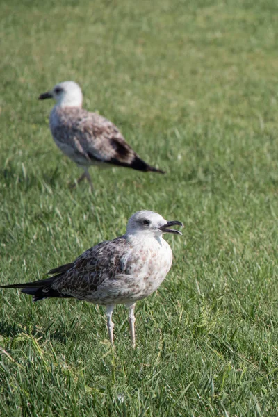 Aves de mar gaviotas en la hierba verde — Foto de Stock