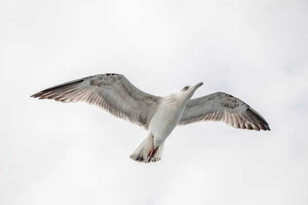 Una sola gaviota volando en un cielo nublado —  Fotos de Stock