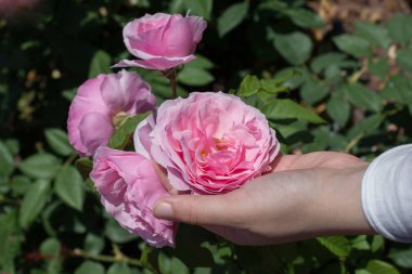 Elindeki güzel taze güller
