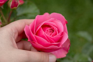 Güzel renkli gül çiçek el