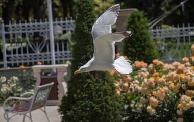 Gül bahçesinde tek martı