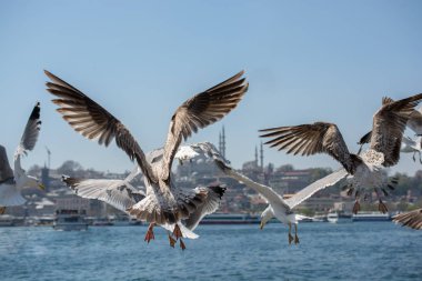 Martılar Camii arka planı olan bir gökyüzünde
