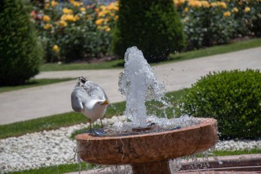 martı bir gül bahçesine çeşme tarafından
