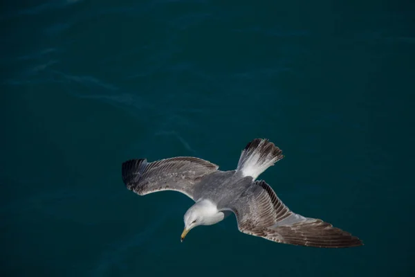 Одна чайка летит над морскими водами — стоковое фото