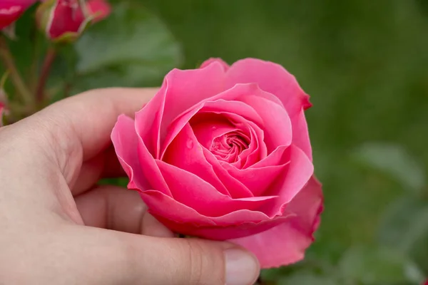 Beautiful colorful Rose Flower in hand — Stock Photo, Image