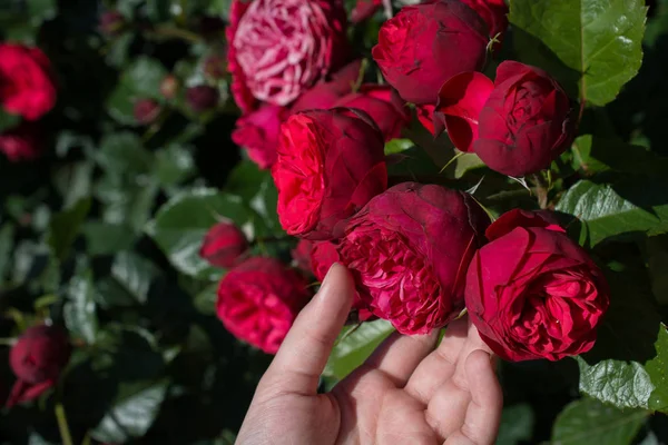 Lindas rosas frescas na mão — Fotografia de Stock