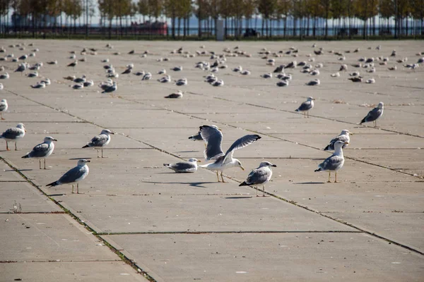 As gaivotas estão em repouso em um chão de concreto — Fotografia de Stock