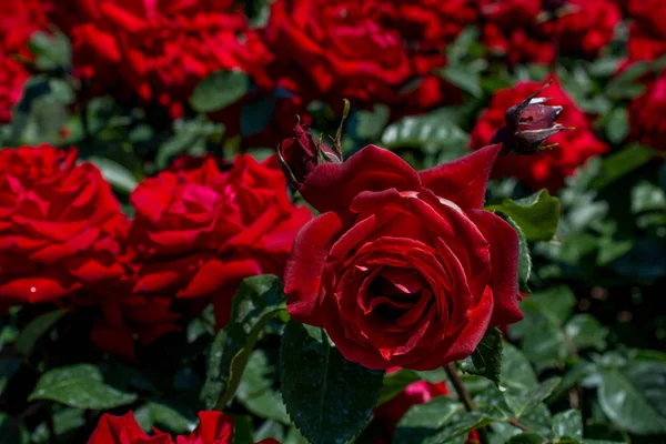 Mooie kleurrijke Rose bloem — Stockfoto