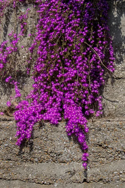 Belles fleurs comme fond — Photo