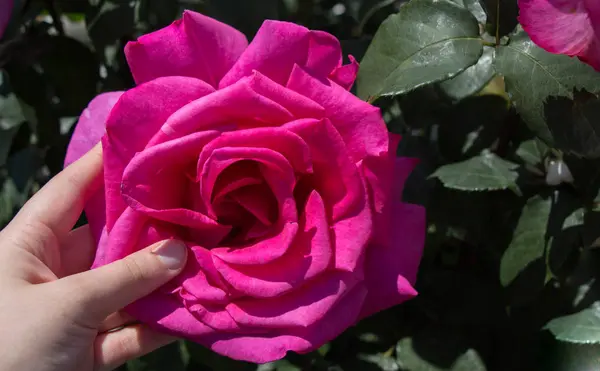 Hermosa flor de rosa de colores en la mano — Foto de Stock