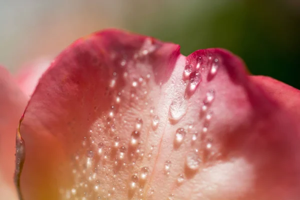 Rose with water drops on it — Stock Photo, Image
