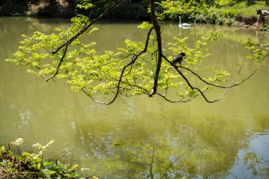 Görünümünde bir bahçede bir ağaç parçası